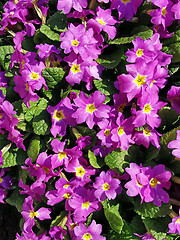 Image showing Primula flowers, background image