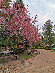 Image showing Cherry blossom tree on park alley