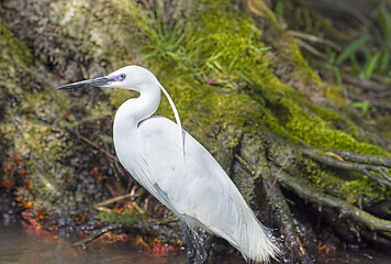 Image showing Fishing aigrette bird