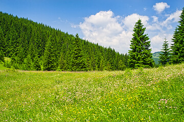 Image showing Summer sunny day mountain trees