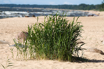 Image showing Seagrass in sandy beach