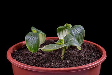 Image showing Small green cucumbers seedling