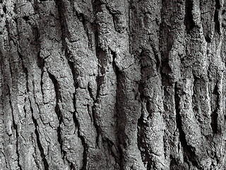 Image showing Tree bark texture