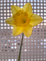 Image showing Spring Daffodil flowers