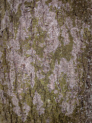 Image showing Tree bark texture