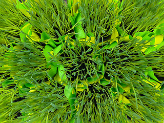 Image showing Green grass in pot