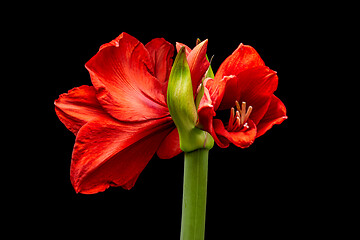 Image showing Blooming red Amaryllis flower