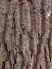 Image showing Tree bark texture