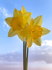 Image showing Spring Daffodil flowers