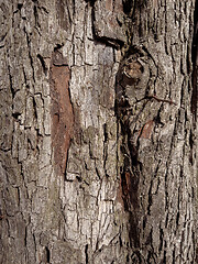 Image showing Tree bark texture