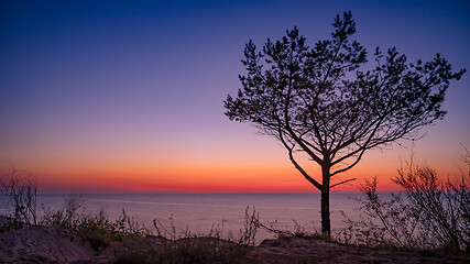 Image showing Tree on beach at sunset