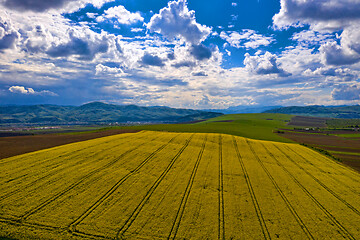 Image showing Rape seed field with tractor tracks