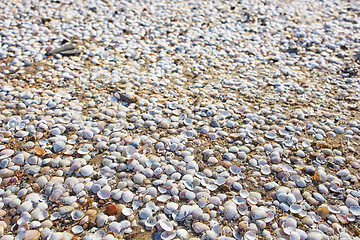 Image showing shells on the beach sand