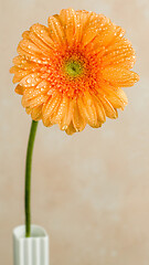 Image showing beautiful gerbera flower