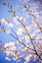 Image showing blossoming tree