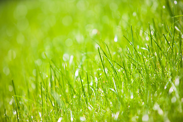 Image showing green grass close-up