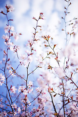 Image showing blossoming tree