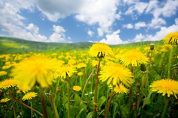 Image showing summer dandelion field