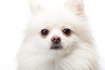 Image showing White pomeranian dog