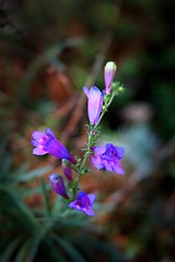 Image showing Blue Bells