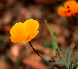 Image showing California Poppy