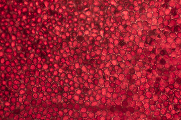 Image showing microscopic poinsettia detail