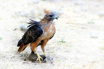 Image showing Hungry Red Teiled Hawk