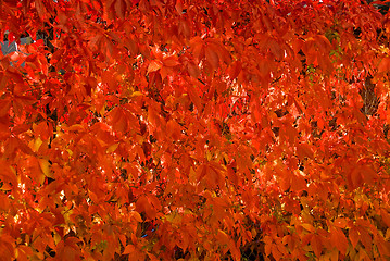 Image showing Wall of autumn leaf