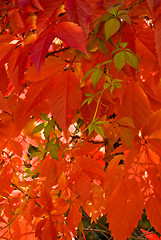 Image showing Autumn leafs