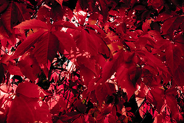 Image showing Dark red autumn leafs