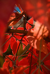 Image showing Autumn leafs