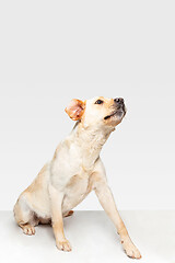 Image showing Studio shot of labrador retriever dog isolated on white studio background