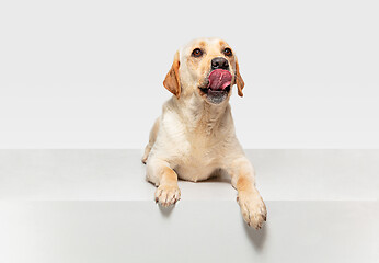 Image showing Studio shot of labrador retriever dog isolated on white studio background