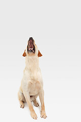 Image showing Studio shot of labrador retriever dog isolated on white studio background