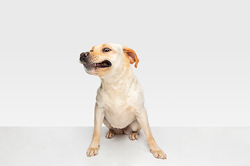 Image showing Studio shot of labrador retriever dog isolated on white studio background