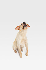 Image showing Studio shot of labrador retriever dog isolated on white studio background