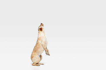 Image showing Studio shot of labrador retriever dog isolated on white studio background