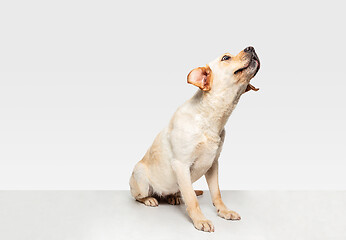 Image showing Studio shot of labrador retriever dog isolated on white studio background