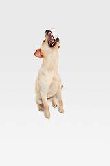 Image showing Studio shot of labrador retriever dog isolated on white studio background