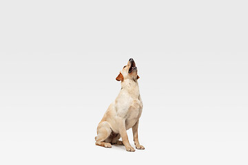 Image showing Studio shot of labrador retriever dog isolated on white studio background