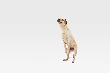 Image showing Studio shot of labrador retriever dog isolated on white studio background