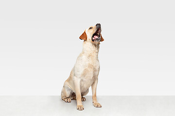 Image showing Studio shot of labrador retriever dog isolated on white studio background