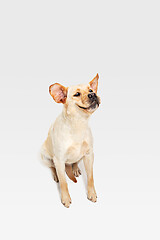 Image showing Studio shot of labrador retriever dog isolated on white studio background