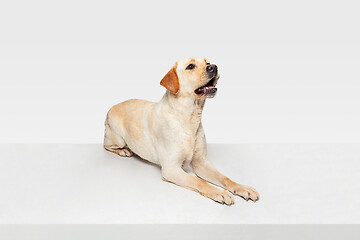 Image showing Studio shot of labrador retriever dog isolated on white studio background