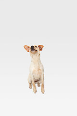 Image showing Studio shot of labrador retriever dog isolated on white studio background