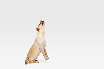 Image showing Studio shot of labrador retriever dog isolated on white studio background