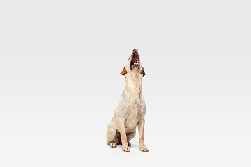 Image showing Studio shot of labrador retriever dog isolated on white studio background