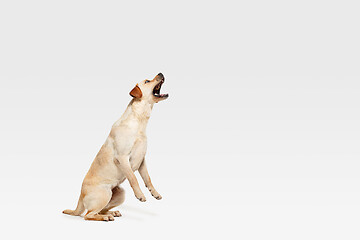 Image showing Studio shot of labrador retriever dog isolated on white studio background