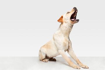 Image showing Studio shot of labrador retriever dog isolated on white studio background