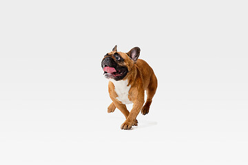 Image showing Studio shot of French Bulldog isolated on white studio background